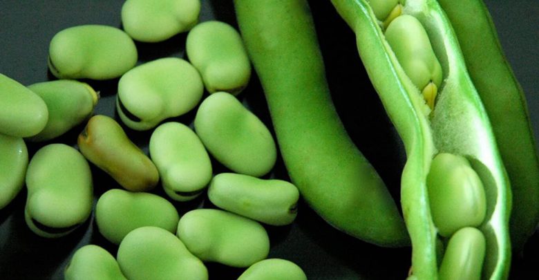 Current Crisis in Egypt’s Faba Beans Crop