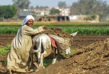 Photo of Egypt: Dimensions of the gap in major food crops