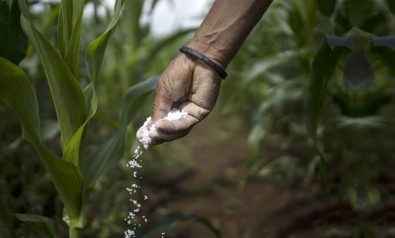 Egypt: The crisis of fertilizers and impoverishment of farmers
