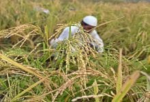 Photo of Policies to Starve Egyptians: Destruction of Egyptian Rice